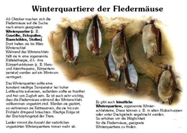 Kleinformatige Bild- und Lehrtafel:Winterquartier der Fledermäuse